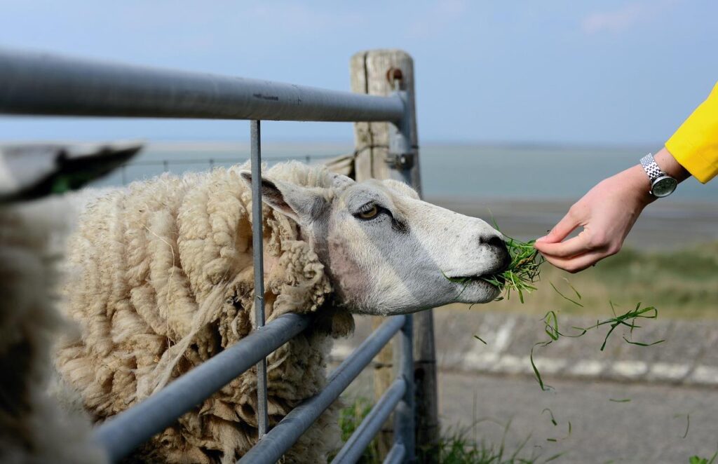 Home Schapenomheining in landelijk gebied met duurzame houten afrasteringen omgeven door weide en grazing schapen